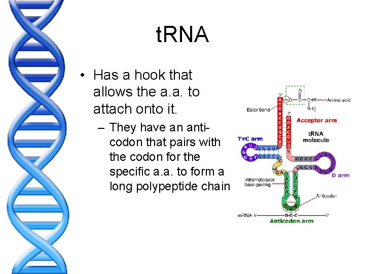 t. RNA • Has a hook that allows the a. a. to attach onto