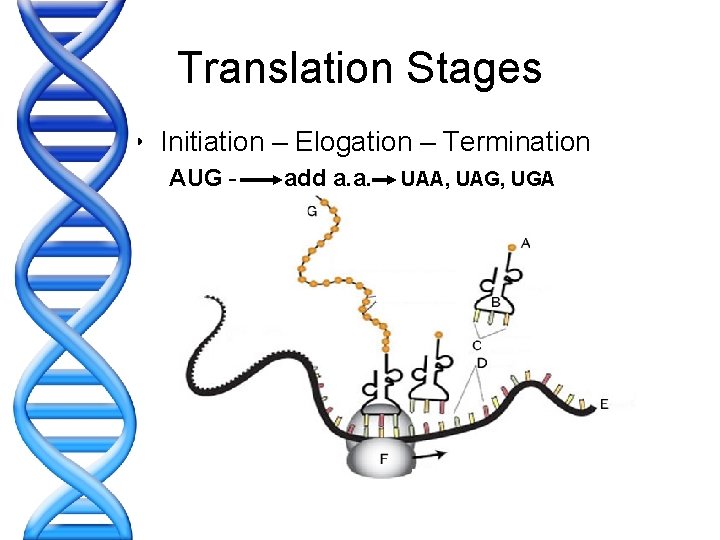Translation Stages • Initiation – Elogation – Termination AUG - add a. a. -