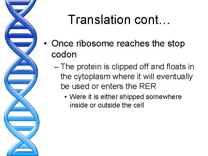 Translation cont… • Once ribosome reaches the stop codon – The protein is clipped