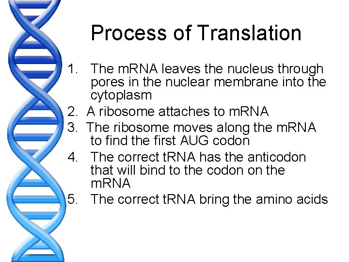 Process of Translation 1. The m. RNA leaves the nucleus through pores in the