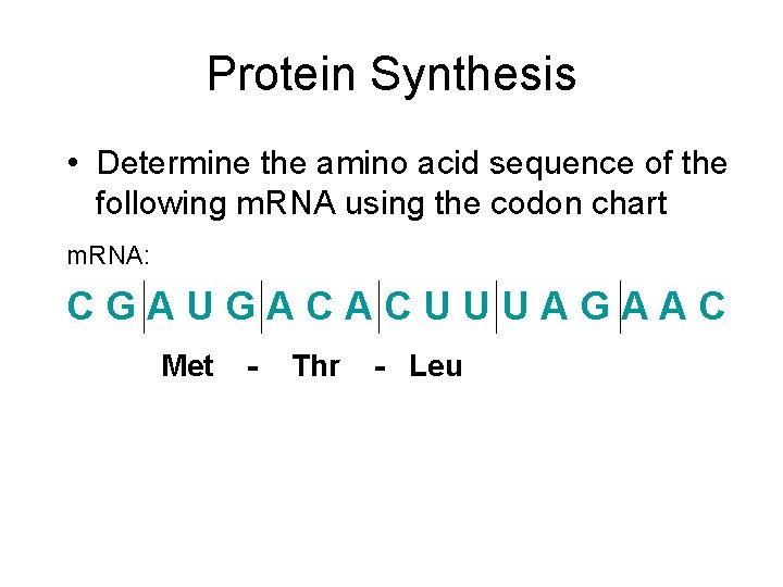 Protein Synthesis • Determine the amino acid sequence of the following m. RNA using
