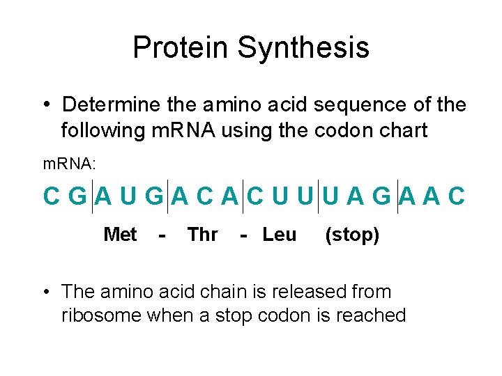 Protein Synthesis • Determine the amino acid sequence of the following m. RNA using