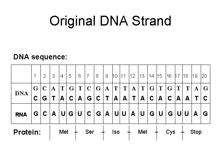 Original DNA Strand DNA sequence: 1 DNA RNA 2 3 4 5 6 7
