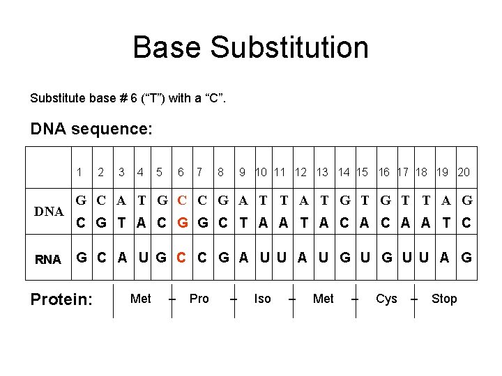 Base Substitution Substitute base # 6 (“T”) with a “C”. DNA sequence: 1 DNA