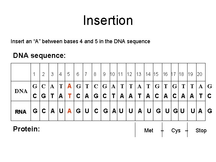 Insertion Insert an “A” between bases 4 and 5 in the DNA sequence: 1