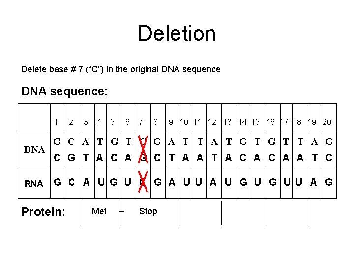 Deletion Delete base # 7 (“C”) in the original DNA sequence: 1 DNA RNA
