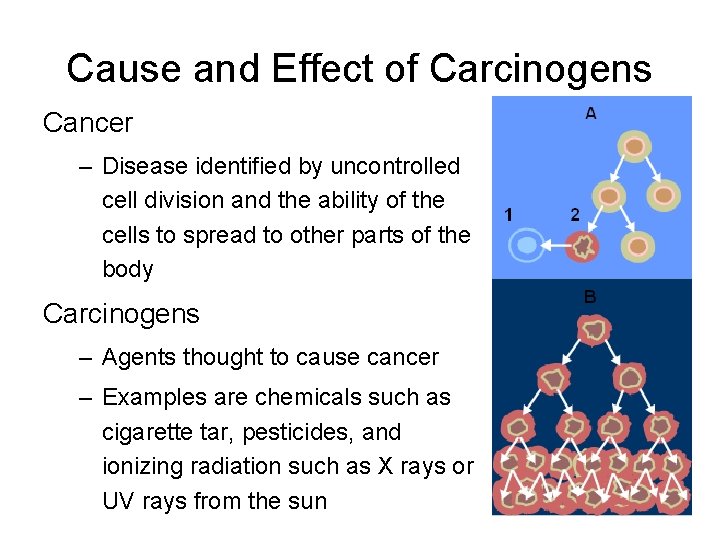 Cause and Effect of Carcinogens Cancer – Disease identified by uncontrolled cell division and