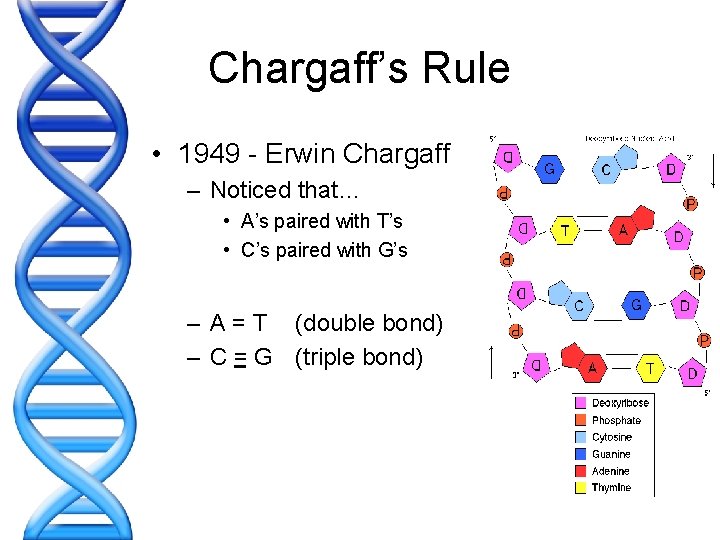 Chargaff’s Rule • 1949 - Erwin Chargaff – Noticed that… • A’s paired with