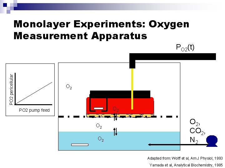 Monolayer Experiments: Oxygen Measurement Apparatus PO 2 pericellular PO 2(t) O 2 PO 2