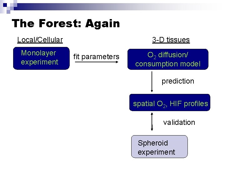 The Forest: Again Local/Cellular Monolayer experiment 3 -D tissues fit parameters O 2 diffusion/