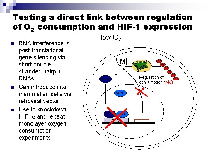 Testing a direct link between regulation of O 2 consumption and HIF-1 expression n
