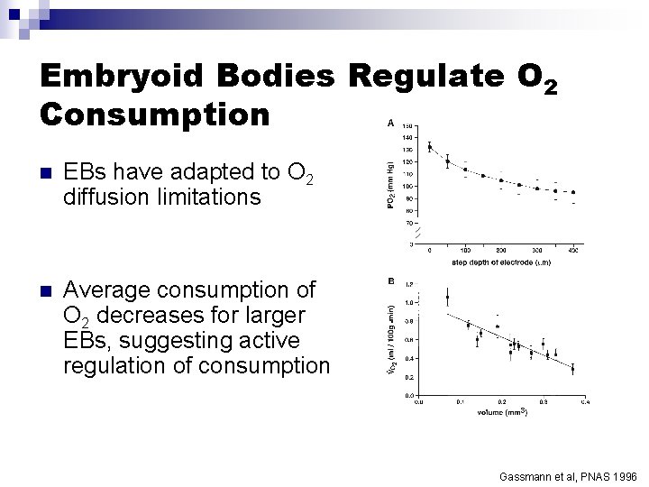 Embryoid Bodies Regulate O 2 Consumption n EBs have adapted to O 2 diffusion