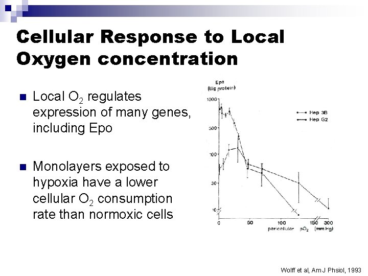 Cellular Response to Local Oxygen concentration n Local O 2 regulates expression of many