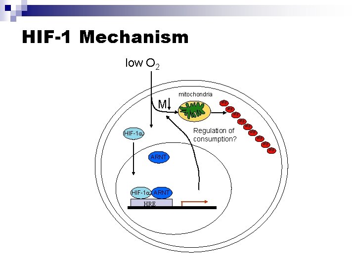HIF-1 Mechanism low O 2 M mitochondria atp atp Regulation of HIF-1 Ub Ub