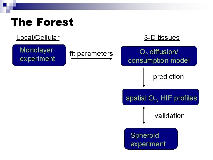 The Forest Local/Cellular Monolayer experiment 3 -D tissues fit parameters O 2 diffusion/ consumption