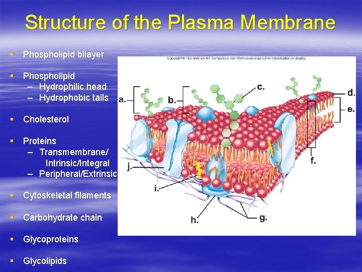 Structure of the Plasma Membrane § Phospholipid bilayer § Phospholipid – Hydrophilic head –