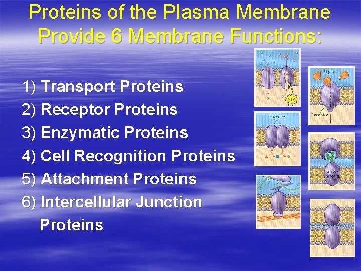 Proteins of the Plasma Membrane Provide 6 Membrane Functions: 1) Transport Proteins 2) Receptor