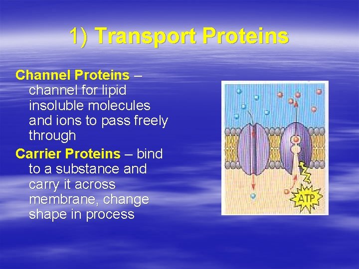 1) Transport Proteins Channel Proteins – channel for lipid insoluble molecules and ions to