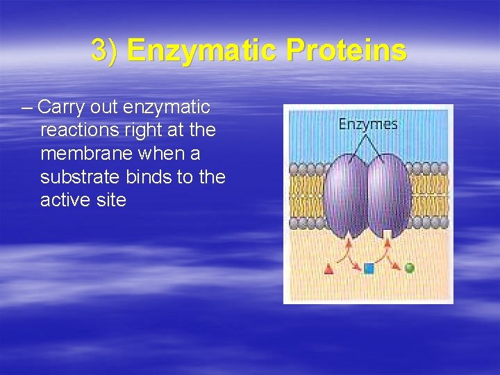 3) Enzymatic Proteins – Carry out enzymatic reactions right at the membrane when a