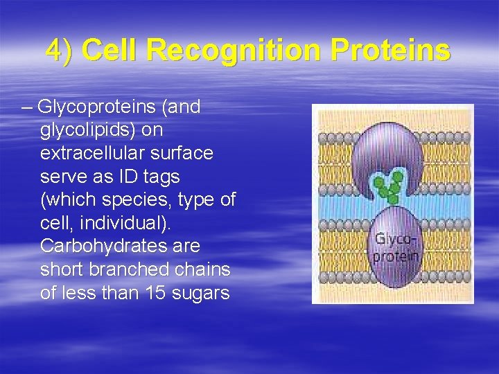 4) Cell Recognition Proteins – Glycoproteins (and glycolipids) on extracellular surface serve as ID