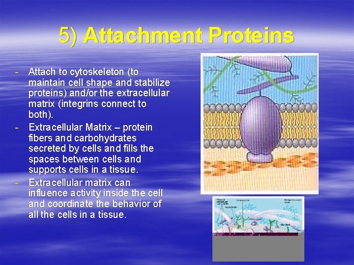 5) Attachment Proteins - Attach to cytoskeleton (to maintain cell shape and stabilize proteins)