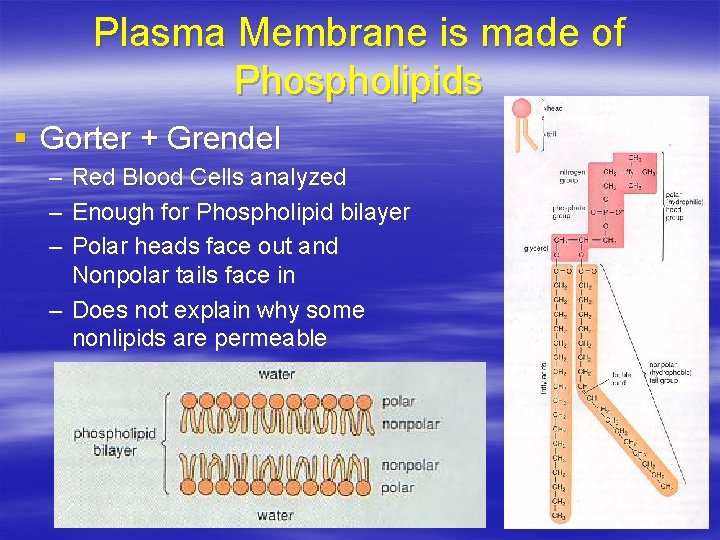 Plasma Membrane is made of Phospholipids § Gorter + Grendel – – – Red