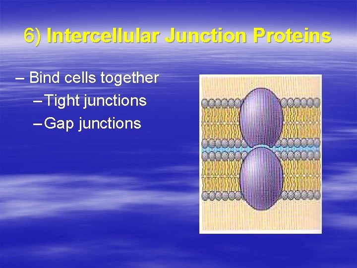 6) Intercellular Junction Proteins – Bind cells together – Tight junctions – Gap junctions
