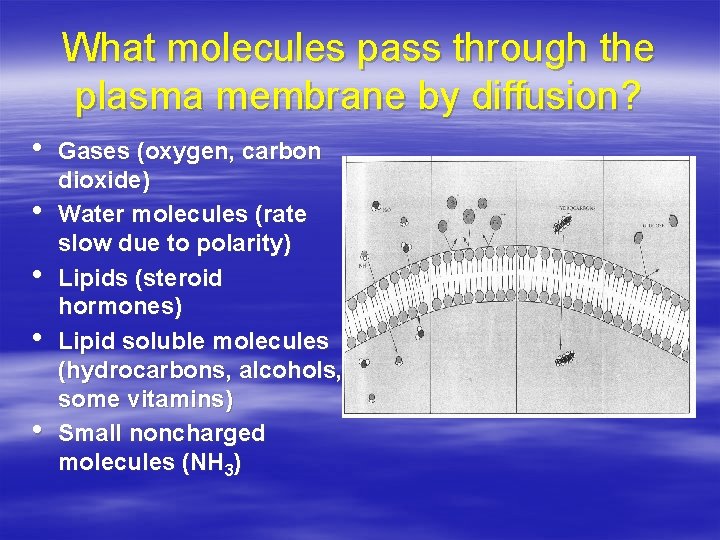 What molecules pass through the plasma membrane by diffusion? • • • Gases (oxygen,