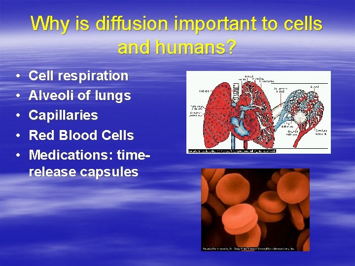 Why is diffusion important to cells and humans? • • • Cell respiration Alveoli