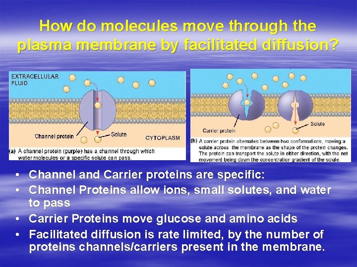 How do molecules move through the plasma membrane by facilitated diffusion? • Channel and