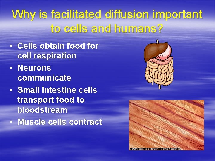Why is facilitated diffusion important to cells and humans? • Cells obtain food for