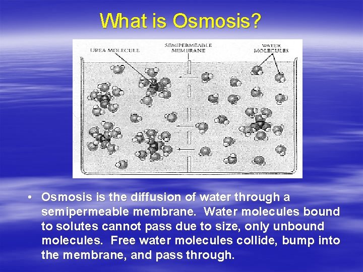What is Osmosis? • Osmosis is the diffusion of water through a semipermeable membrane.