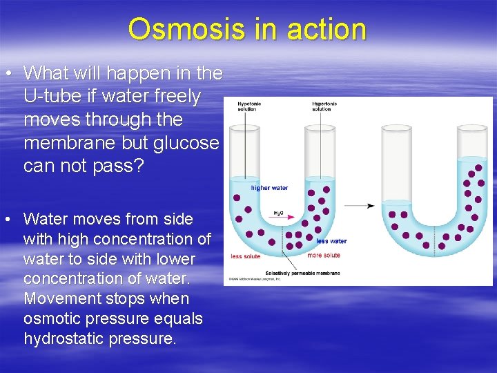 Osmosis in action • What will happen in the U-tube if water freely moves