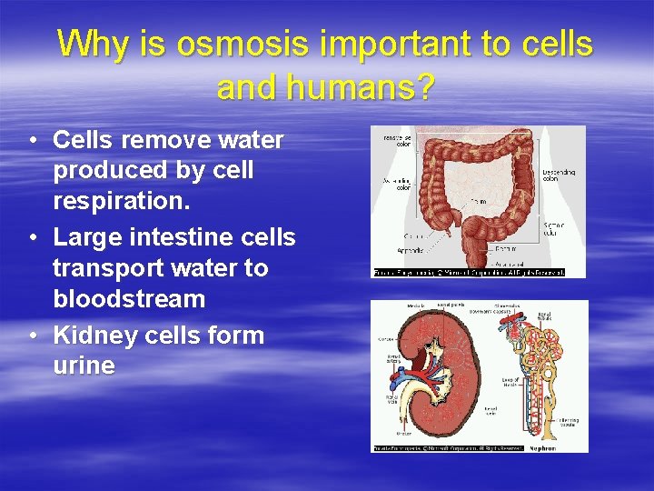 Why is osmosis important to cells and humans? • Cells remove water produced by