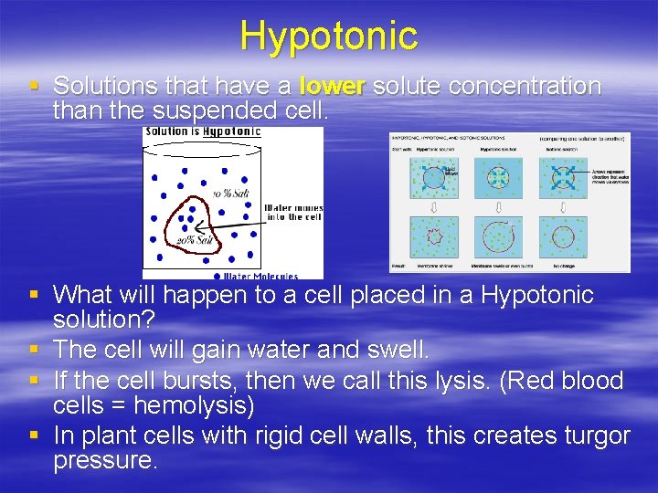 Hypotonic § Solutions that have a lower solute concentration than the suspended cell. §