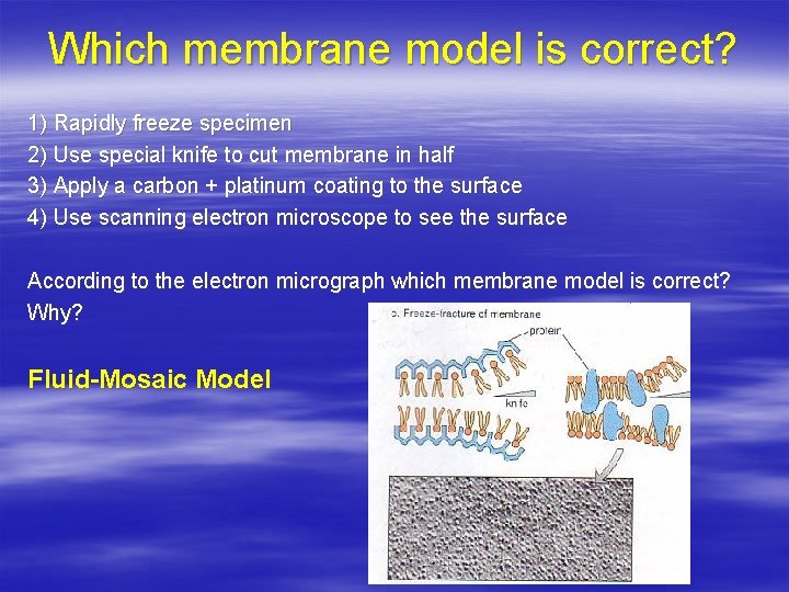 Which membrane model is correct? 1) Rapidly freeze specimen 2) Use special knife to