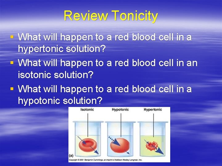 Review Tonicity § What will happen to a red blood cell in a hypertonic