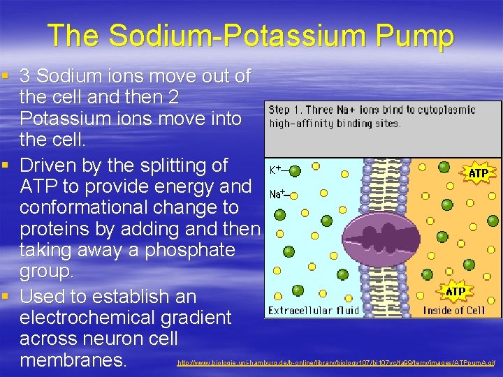 The Sodium-Potassium Pump § 3 Sodium ions move out of the cell and then
