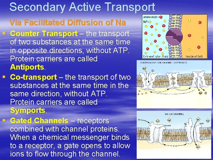 Secondary Active Transport Via Facilitated Diffusion of Na § Counter Transport – the transport