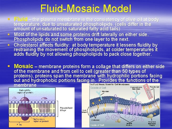 Fluid-Mosaic Model § Fluid – the plasma membrane is the consistency of olive oil