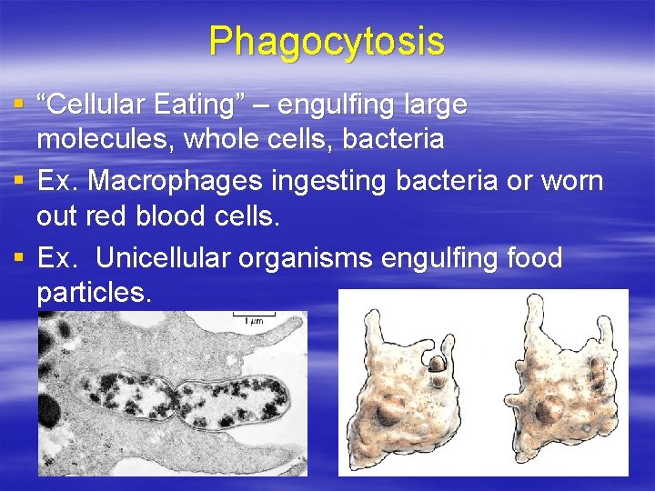 Phagocytosis § “Cellular Eating” – engulfing large molecules, whole cells, bacteria § Ex. Macrophages