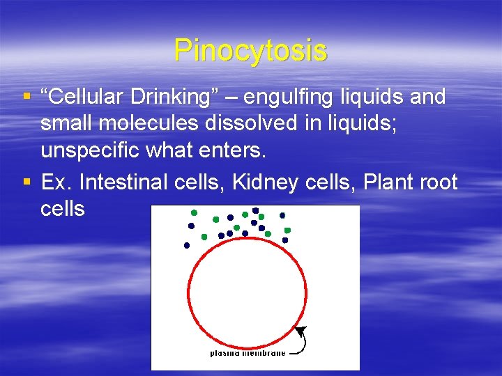 Pinocytosis § “Cellular Drinking” – engulfing liquids and small molecules dissolved in liquids; unspecific