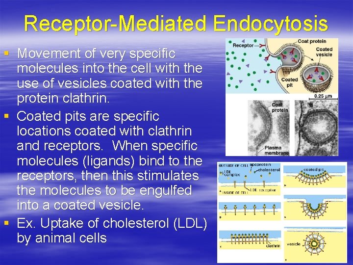 Receptor-Mediated Endocytosis § Movement of very specific molecules into the cell with the use