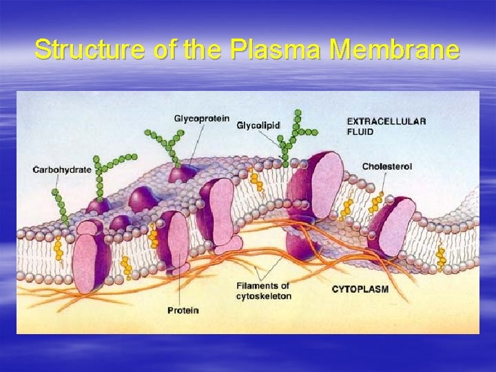 Structure of the Plasma Membrane 