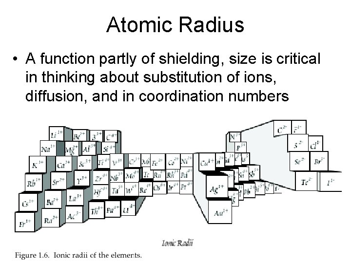 Atomic Radius • A function partly of shielding, size is critical in thinking about