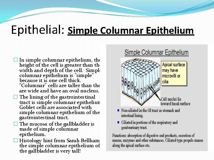 Epithelial: Simple Columnar Epithelium � In simple columnar epithelium, the height of the cell