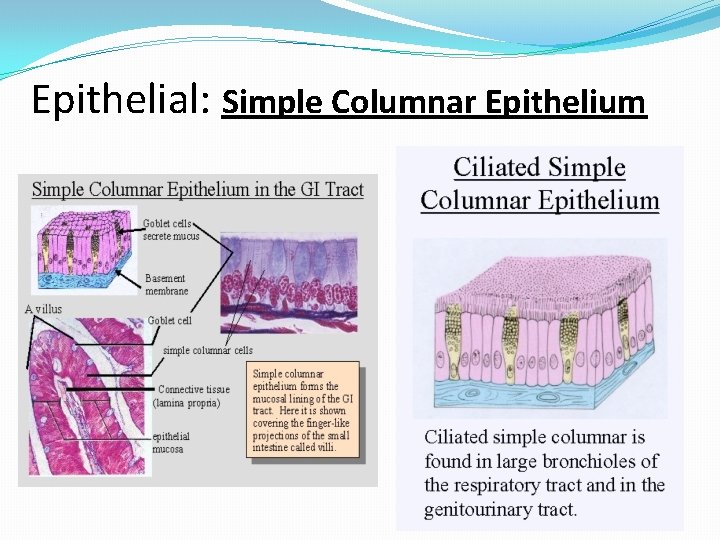 Epithelial: Simple Columnar Epithelium 