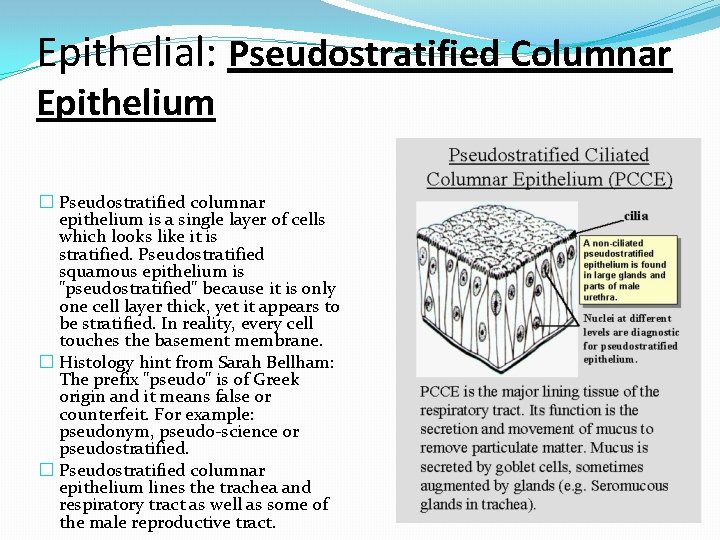 Epithelial: Pseudostratified Columnar Epithelium � Pseudostratified columnar epithelium is a single layer of cells