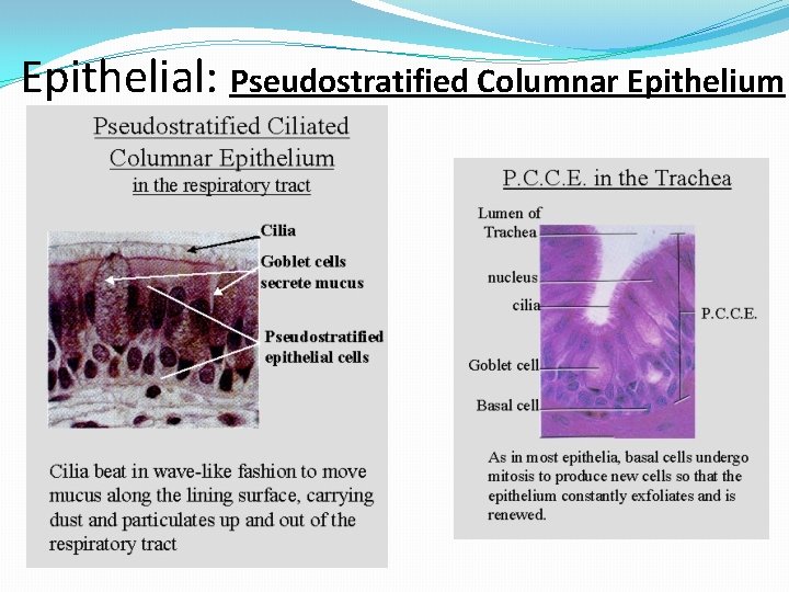 Epithelial: Pseudostratified Columnar Epithelium 