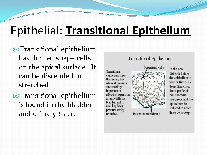 Epithelial: Transitional Epithelium Transitional epithelium has domed shape cells on the apical surface. It